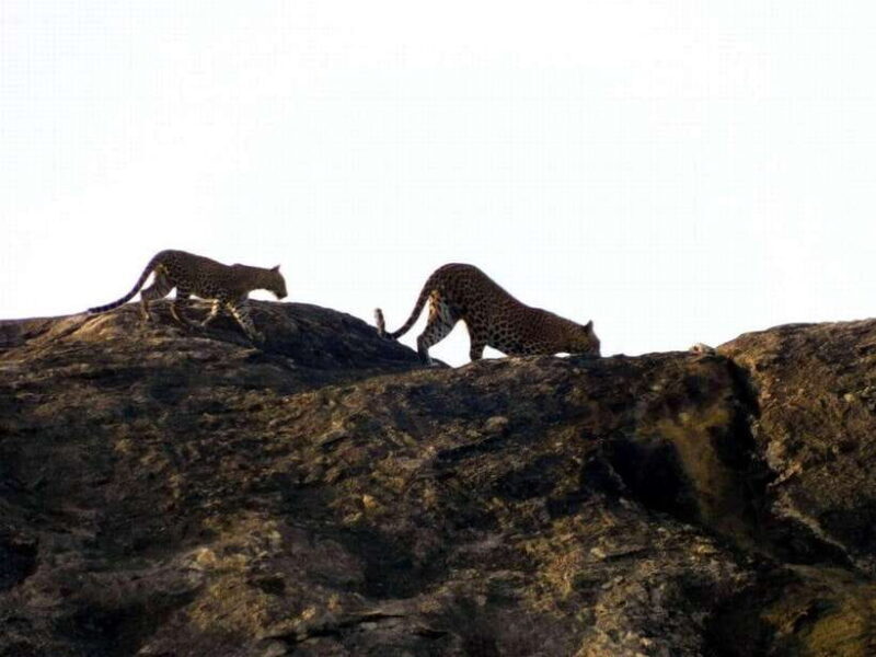 From Mirissa / Galle / Bentota : DAY TOUR to ELLA & Return - Practical Tips for Travelers