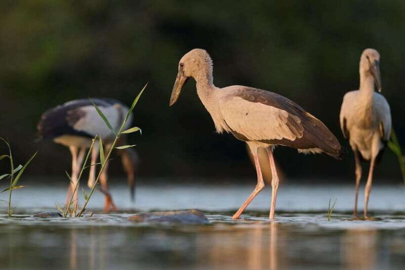 from-mirissa-galle-hikkaduwa-udawalawa-national-park-safari