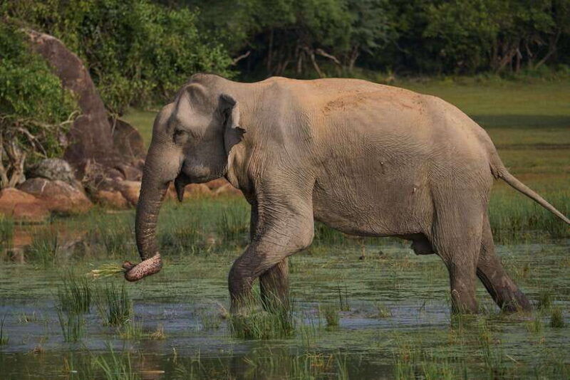 from-mirissa-galle-hikkaduwa-udawalawa-national-park-safari