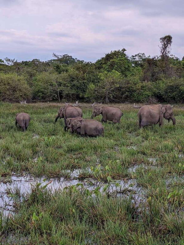 from-mirissa-galle-hikkaduwa-udawalawa-national-park-safari