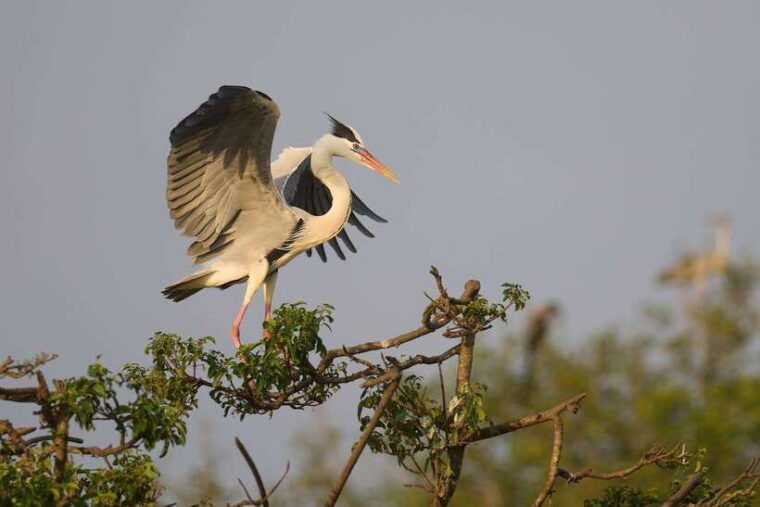 from-mirissa-galle-hikkaduwa-udawalawa-national-park-safari