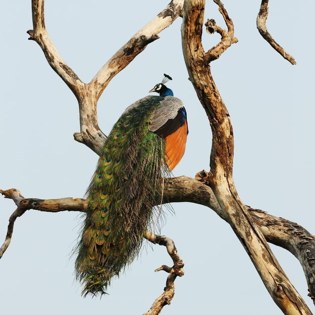 from-mirissa-galle-hikkaduwa-udawalawa-national-park-safari
