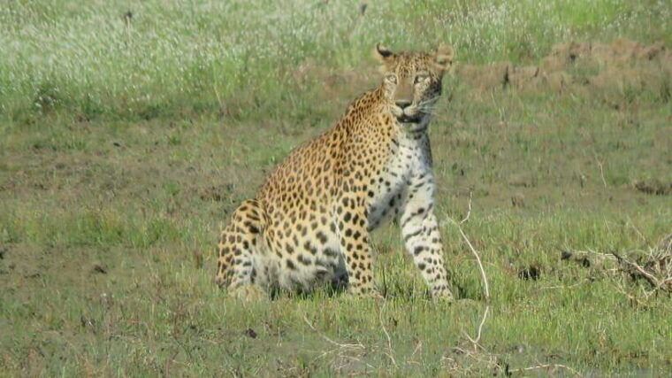 from-mirissa-galle-hikkaduwa-udawalawa-national-park-safari