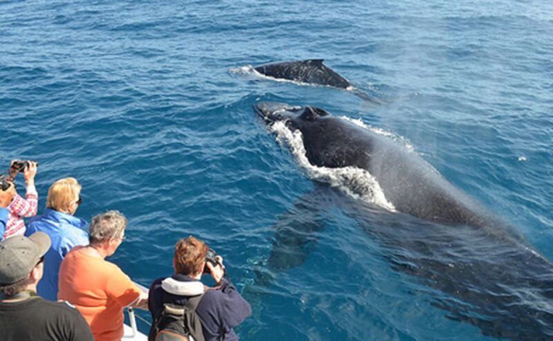 From Mirissa: Private Whale Watching Tour With Sunset - Introduction