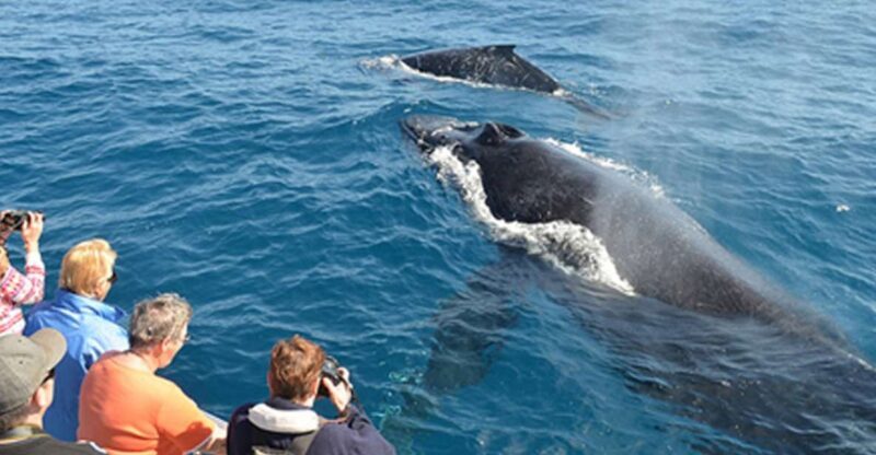 From Mirissa: Private Whale Watching Tour With Sunset - The Sunset and Water Activities