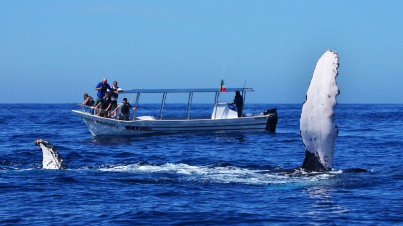 From Mirissa: Private Whale Watching Tour With Sunset - What’s Included and What’s Not