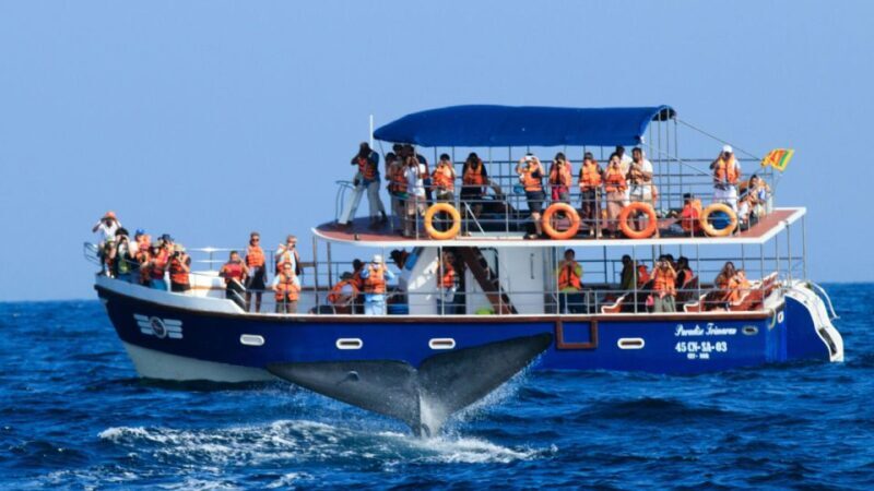 From Mirissa: Private Whale Watching Tour With Sunset - The Authenticity and Review Insights