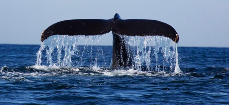 From Mirissa: Private Whale Watching Tour With Sunset - Who Should Book This Tour?