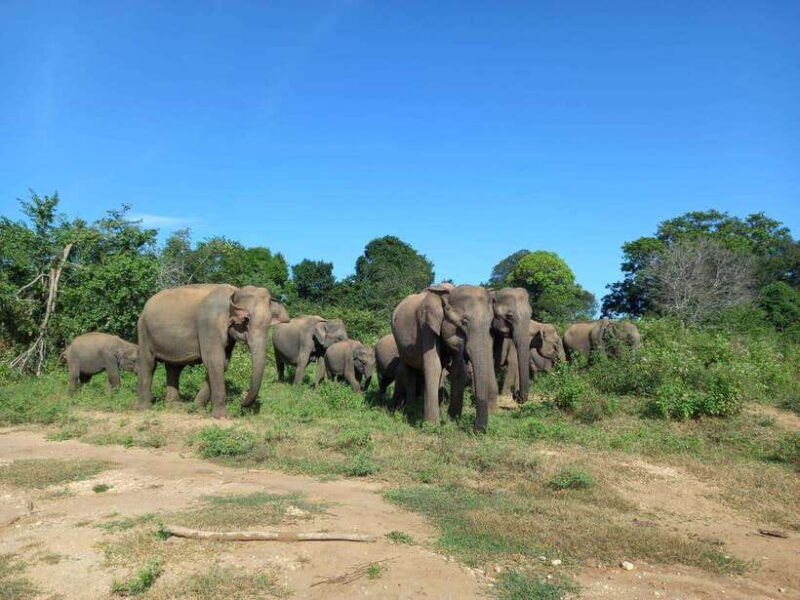from-mirissa-weligama-udawalawe-safari-day-trip
