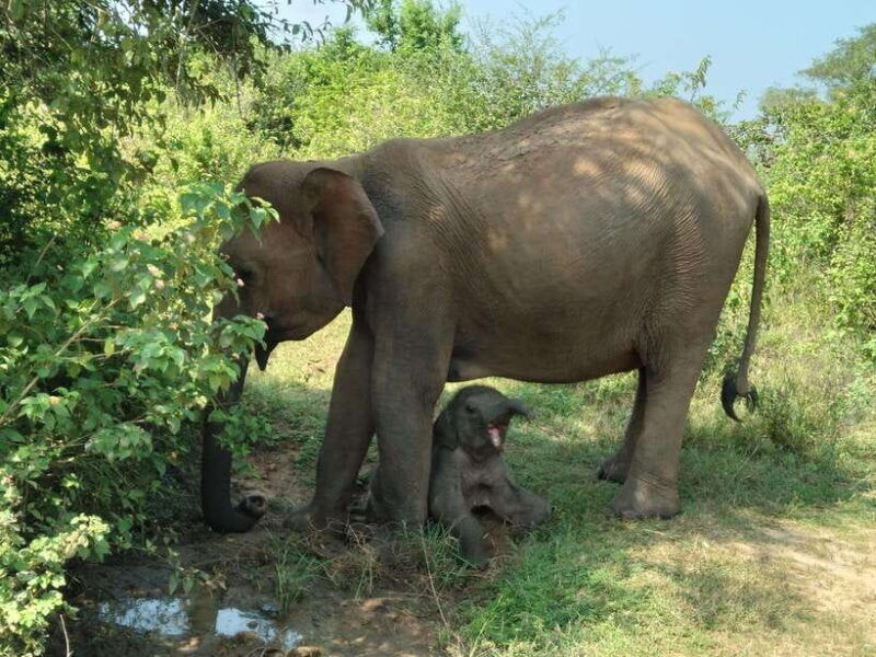 from-mirissa-weligama-udawalawe-safari-day-trip