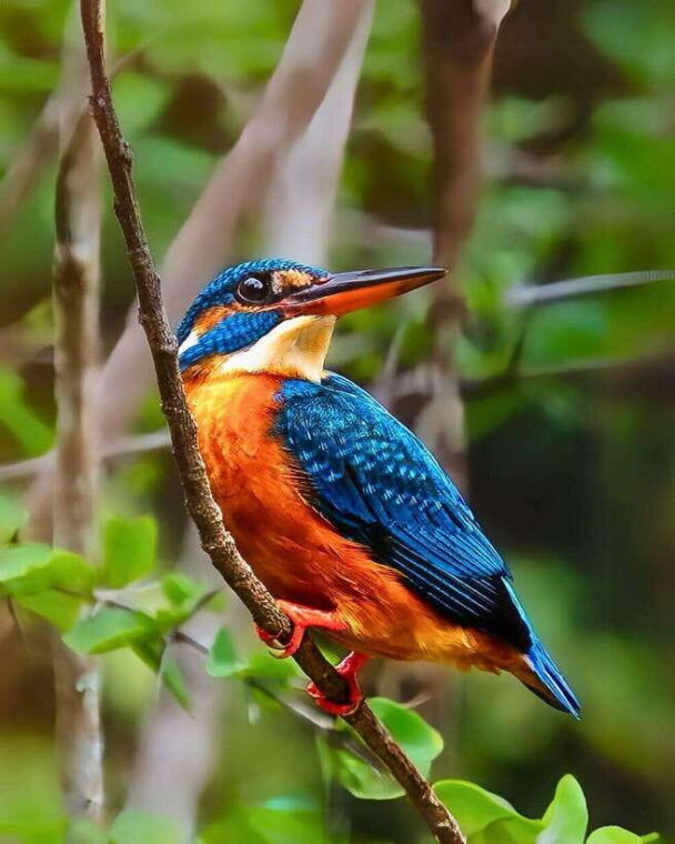from-mirissa-yala-national-park-leopard-safari-day-tour
