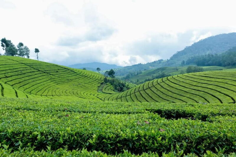 From Moc Chau: 3-Day Tea Farm and Waterfall Tour - The Scenic Charm of Moc Chau: Why You’ll Love This Tour