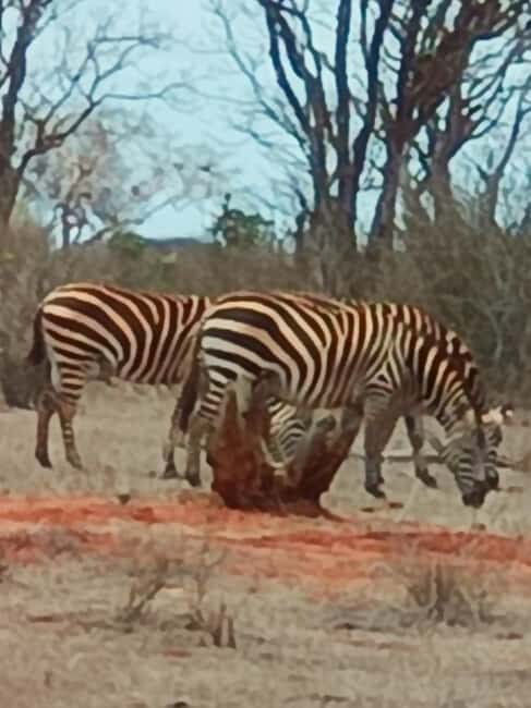 From Mombasa: 3-Day Tsavo East and Tsavo West Safari - Key Points