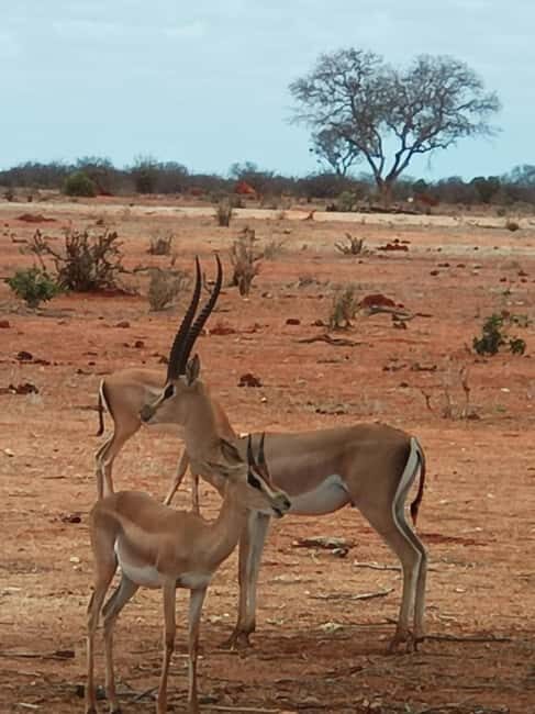 From Mombasa: 3-Day Tsavo East and Tsavo West Safari - A Deep Dive into the 3-Day Tsavo Safari