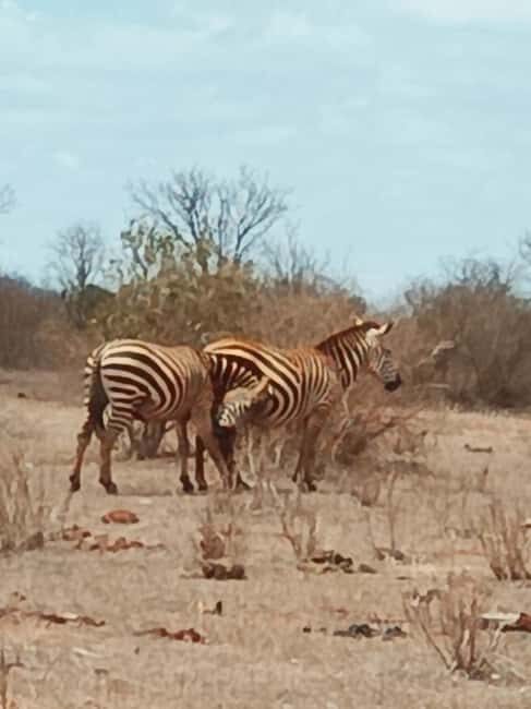 From Mombasa: 3-Day Tsavo East and Tsavo West Safari - Authentic Experiences & Tips