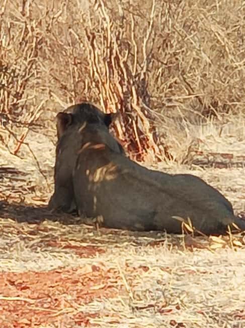 From Mombasa: 3-Day Tsavo East and Tsavo West Safari - Who Should Consider This Tour?
