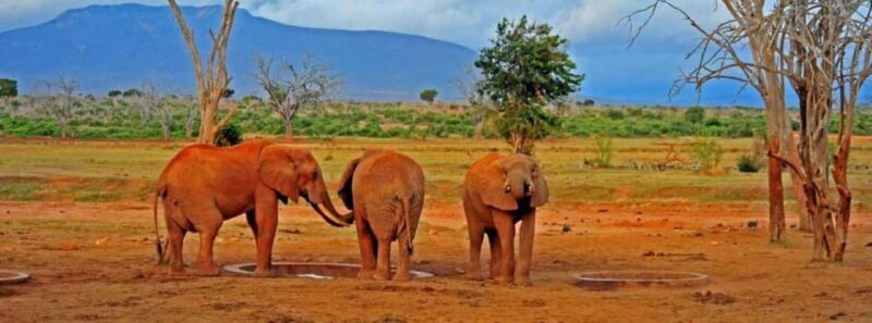 From Mombasa: 3-Day Tsavo West National Park Safari - From Mombasa: 3-Day Tsavo West National Park Safari Review