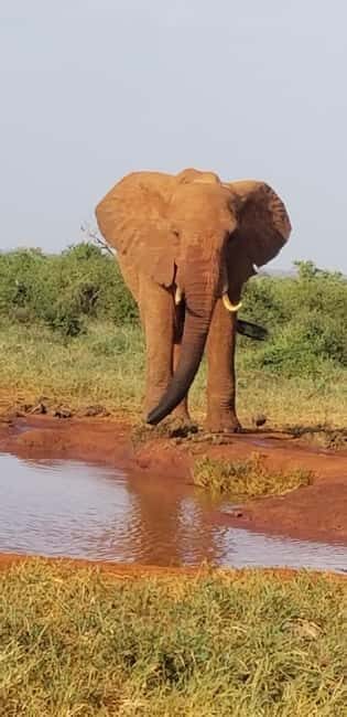 From Mombasa/Diani: 2-Days 1-Night Tsavo East Private Safari - Key Points