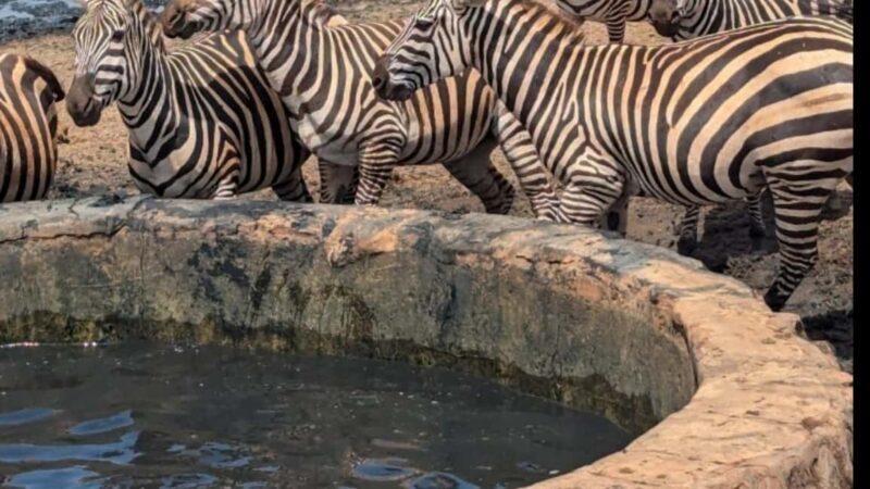 From Mombasa/Diani: 3-Day Tsavo East and Amboseli Safari - An In-Depth Look at the 3-Day Safari