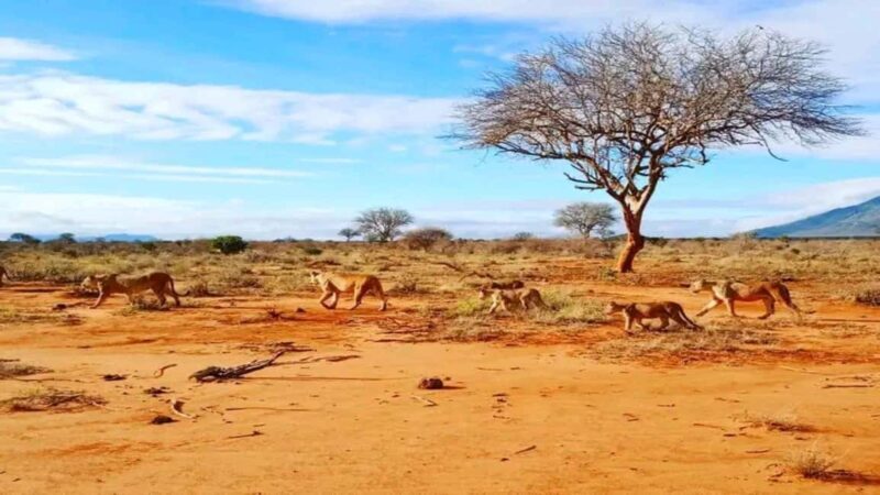 From Mombasa/Diani: 3-Day Tsavo East and Amboseli Safari - Day 1: Mombasa/Diani to Tsavo East