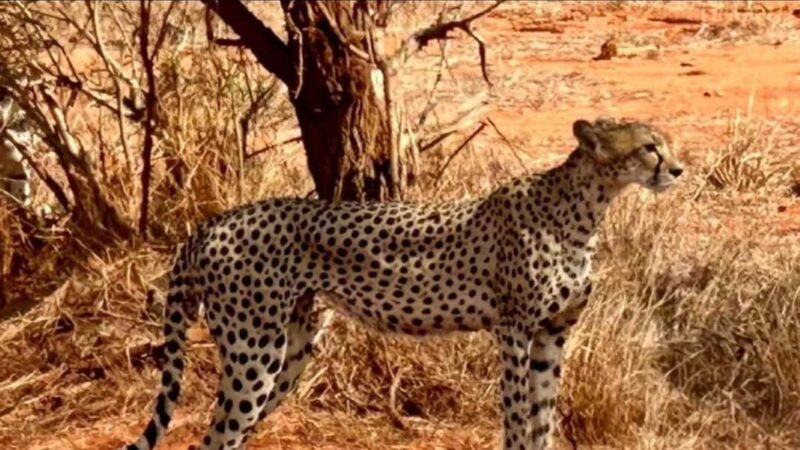 From Mombasa/Diani: 3-Day Tsavo East and Amboseli Safari - Day 2: Tsavo East to Amboseli