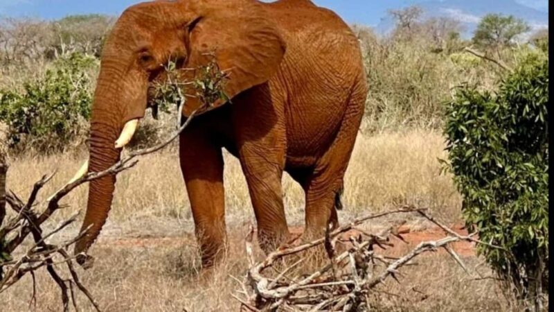 From Mombasa/Diani: 3-Day Tsavo East and Amboseli Safari - Transport, Accommodation, and Guides