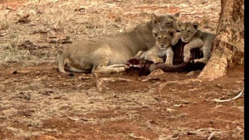 From Mombasa/Diani: 3-Day Tsavo East and Amboseli Safari - Pricing and Value