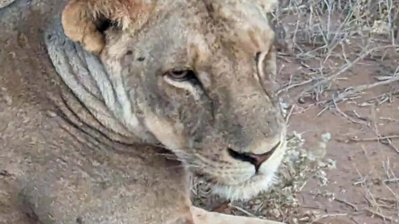 From Mombasa/Diani: 3-Day Tsavo East and Taita Hills Safari - Key Points