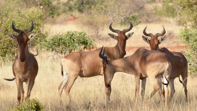 From Mombasa/Diani/Mtwapa: Tsavo East National Park Day Tour - What You Can Expect from the Tour