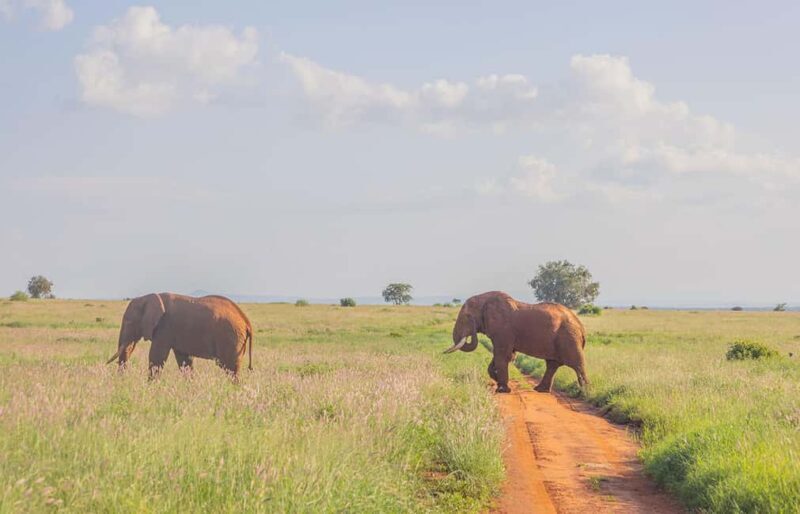 From Mombasa/Diani:3-Day Tsavo East-Tsavo West Parks safari - Key Points