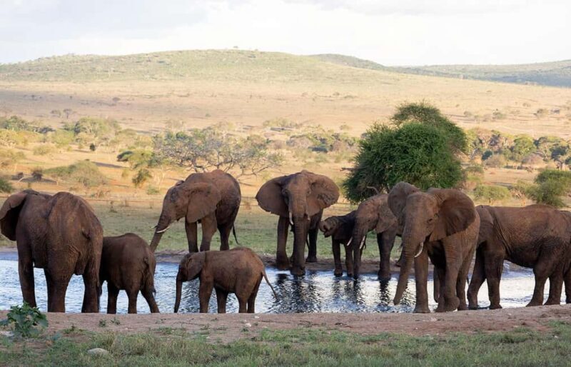 From Mombasa/Diani:3-Day Tsavo East-Tsavo West Parks safari - Authentic Experiences & Tips