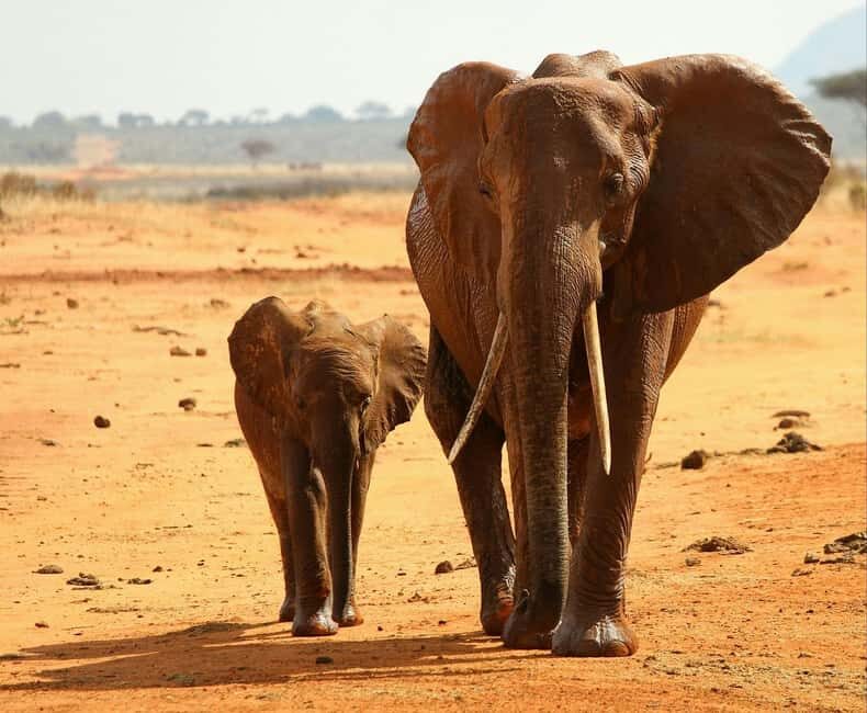 From Mombasa/Diani:3-Day Tsavo East-Tsavo West Parks safari - Final Thoughts: Who Is This Safari Best For?