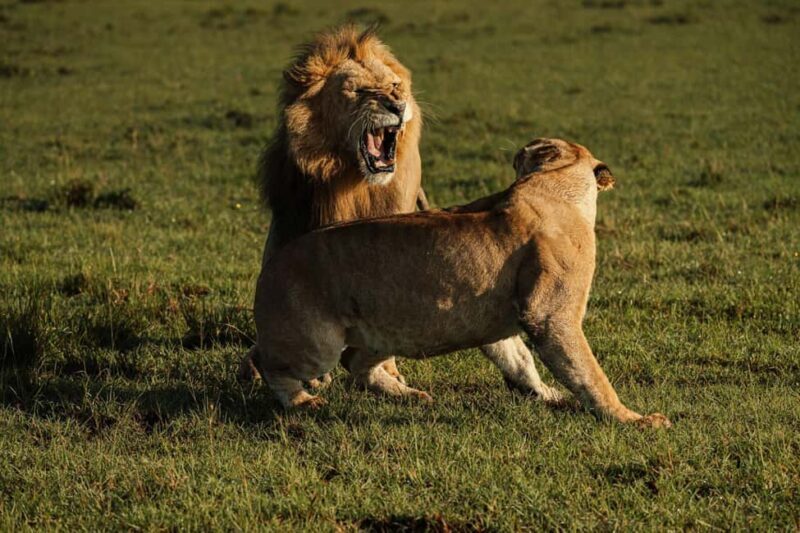 From Mombasa/Diani:3-Day Tsavo East-Tsavo West Parks safari - Frequently Asked Questions