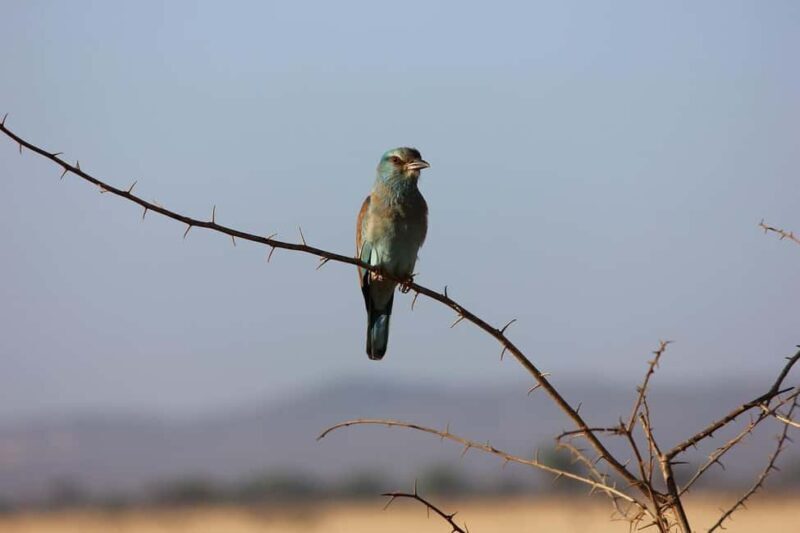 From Mombasa or Diani: Tsavo East National Park Day Trip - Frequently Asked Questions