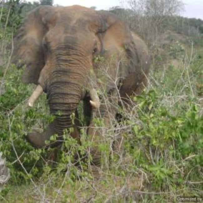 From mombasa: Shimba Hills National Reserve Day Safari - Exploring the Details of the Shimba Hills Day Safari