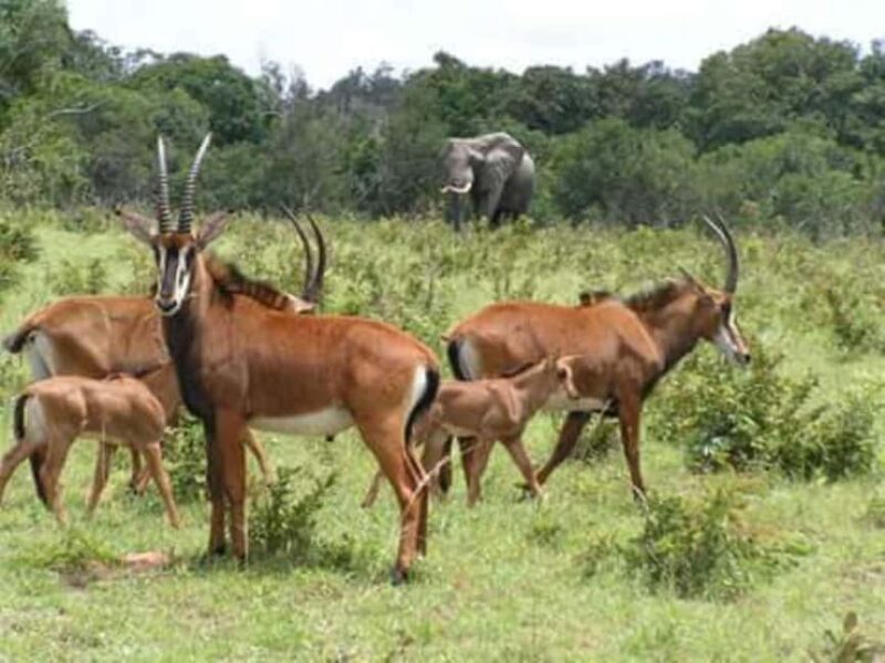 From mombasa: Shimba Hills National Reserve Day Safari - Final Thoughts