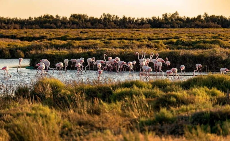 From Montpellier: Visit of Camargue and Aigues-Mortes - The Scenic Tour Carbonnière