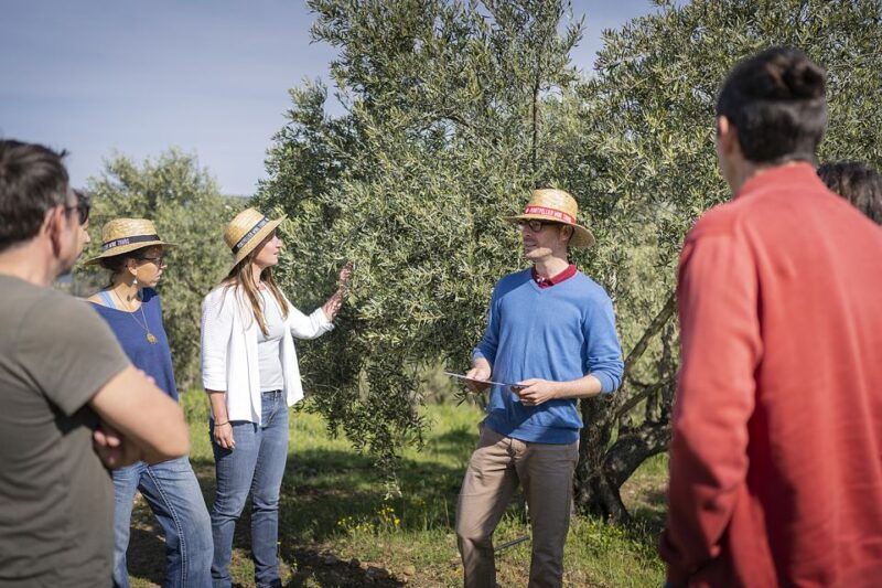 from-montpellier-wine-and-olive-tour