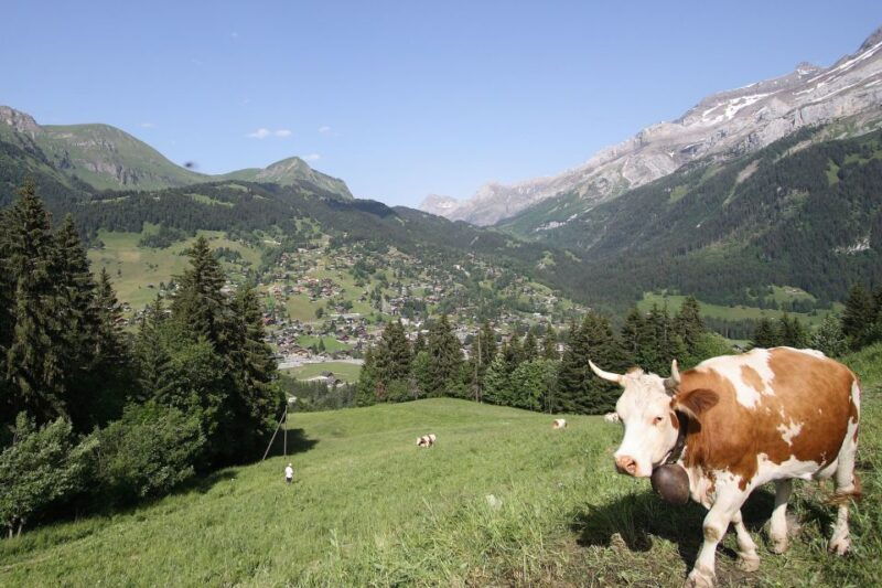From Montreux: Glacier 3000 Day Trip - Who This Tour Is Best For
