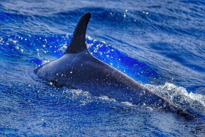 From Morro Jable: Dolphin and Whale Watching and Snorkelling - What You Can Expect from the Tour