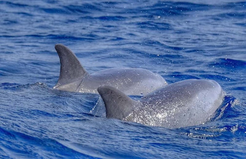 From Morro Jable: Dolphin and Whale Watching and Snorkelling - Why This Tour Offers Good Value