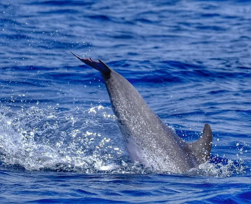 From Morro Jable: Dolphin and Whale Watching and Snorkelling - Practical Tips & Considerations