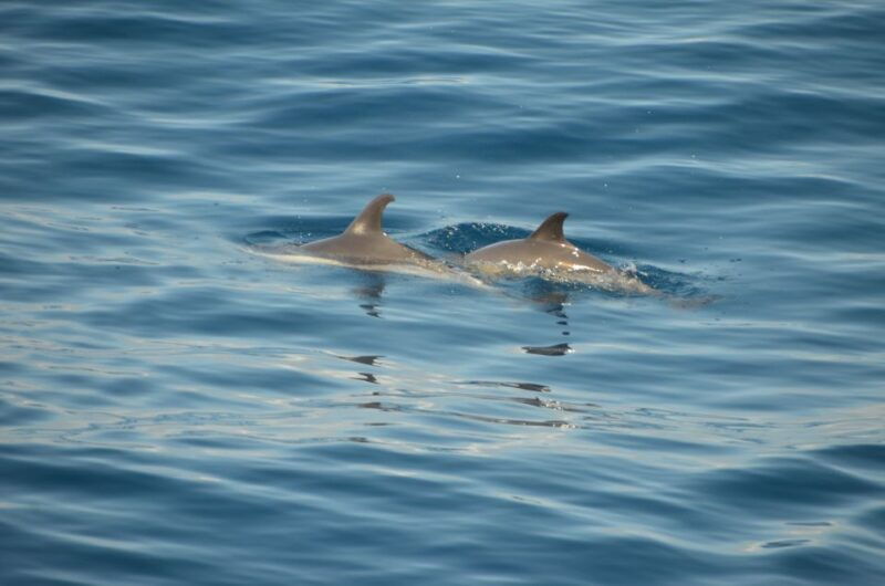 from-morro-jable-dolphin-and-whale-watching-by-speedboat