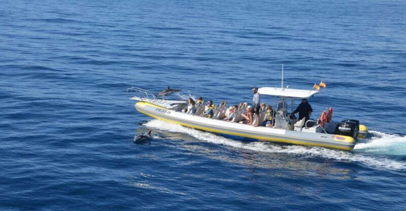 from-morro-jable-dolphin-and-whale-watching-by-speedboat