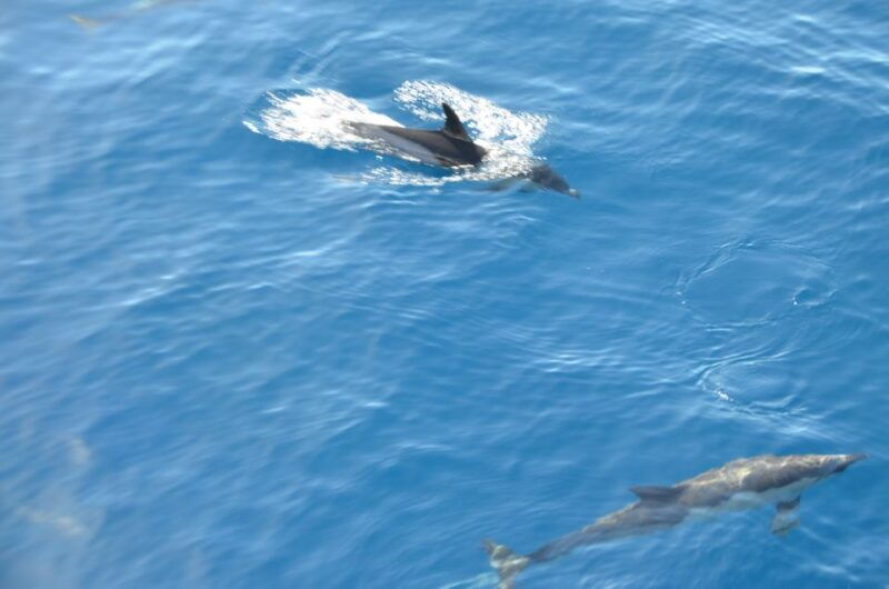 from-morro-jable-dolphin-and-whale-watching-by-speedboat