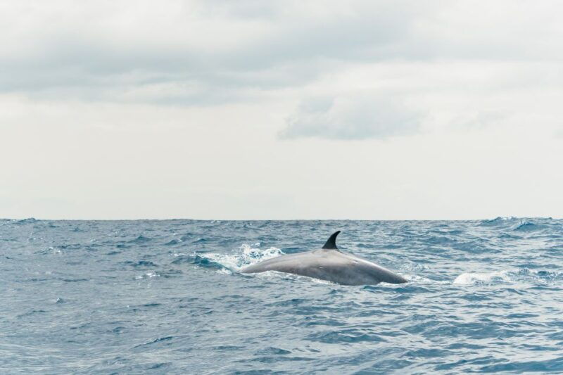 from-morro-jable-dolphin-and-whale-watching-by-speedboat