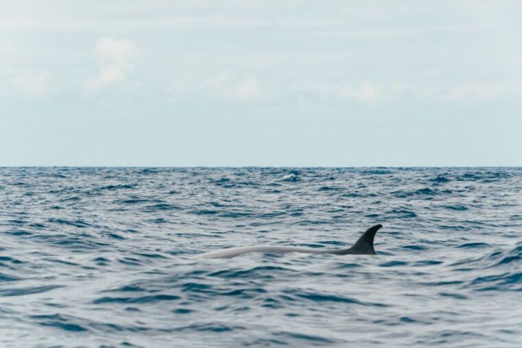 from-morro-jable-dolphin-and-whale-watching-by-speedboat
