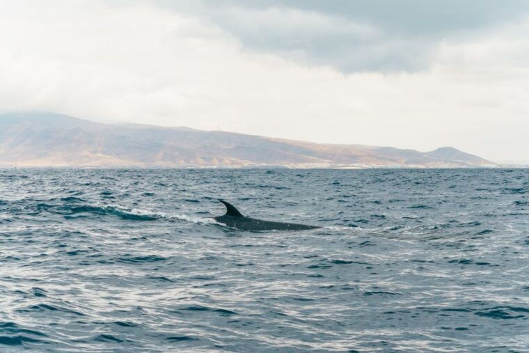 from-morro-jable-dolphin-and-whale-watching-by-speedboat