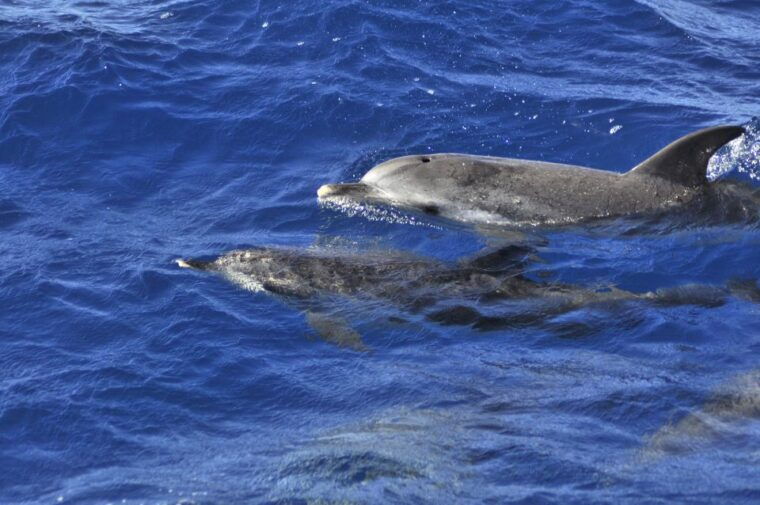 from-morro-jable-dolphin-and-whale-watching-by-speedboat
