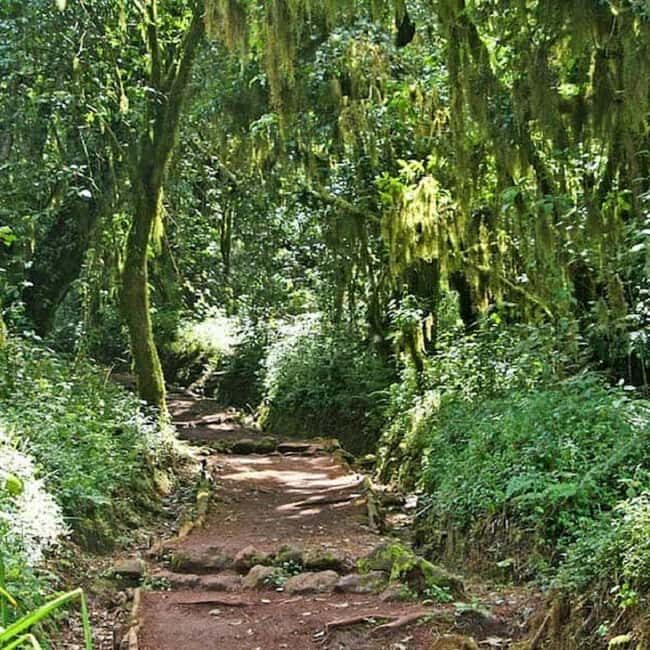 From Moshi - Kilimanjaro hiking Machame route - A 1 Day Tour - FAQs